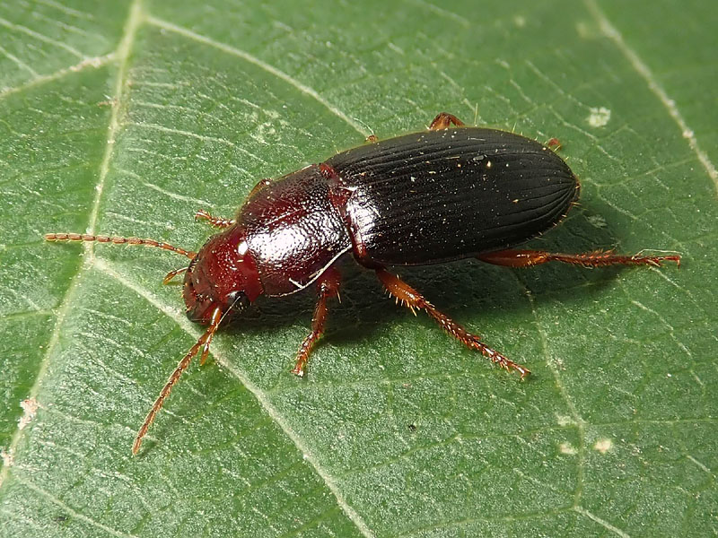 Carabidae: Ophonus parallelus? Ophonus (Metophonus) sp.